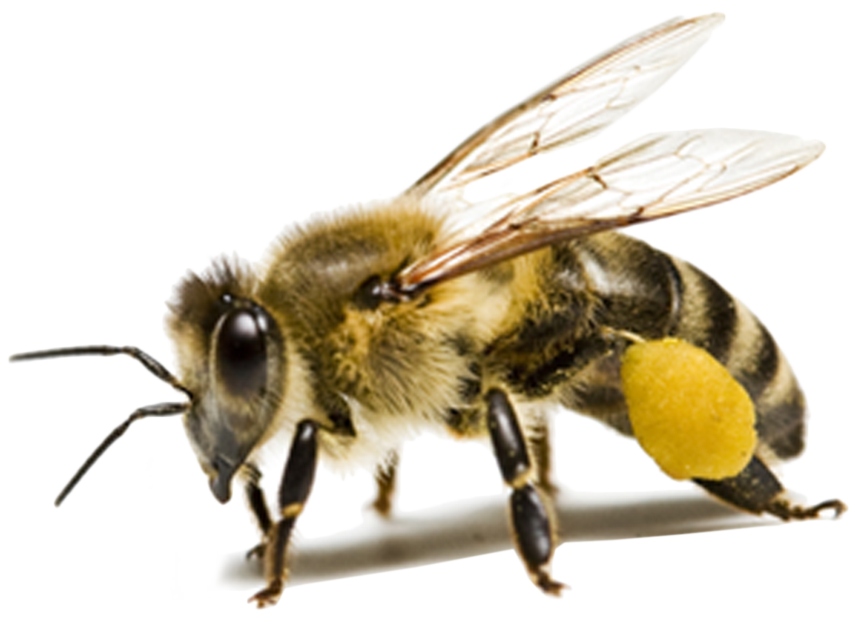 Bees PNG Image