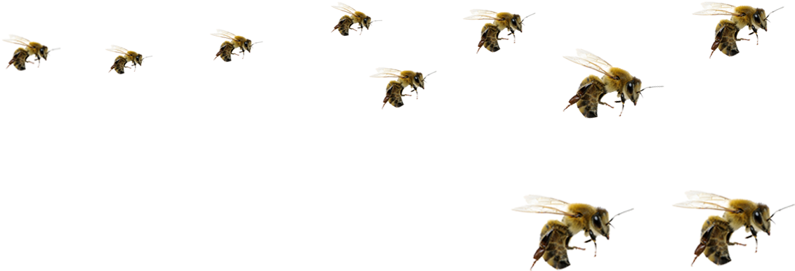 Bees PNG Isolated File
