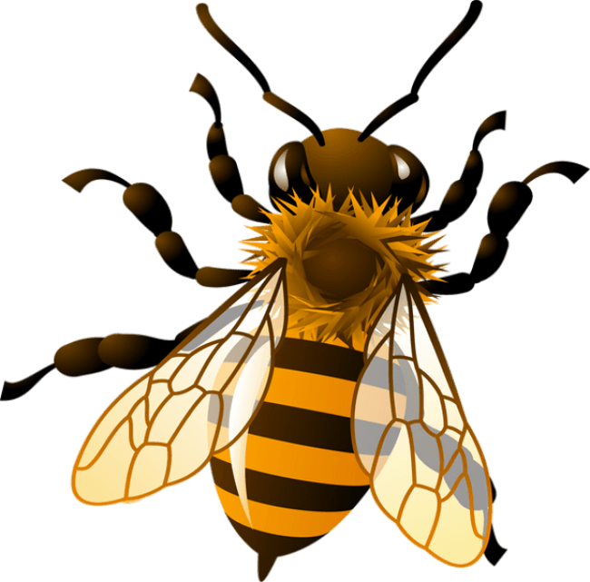 Bees PNG Isolated HD