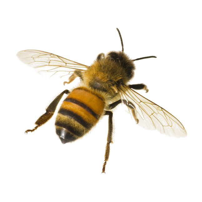 Bees PNG Isolated Photo