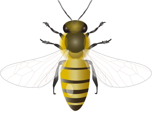 Bees PNG