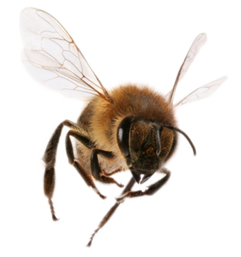 Bees Transparent PNG