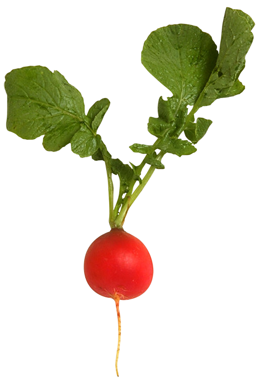 Beetroot PNG File