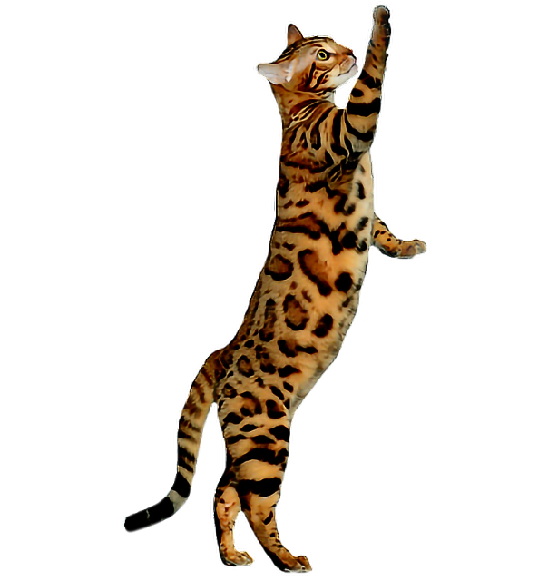 Bengal Cats PNG Free Download