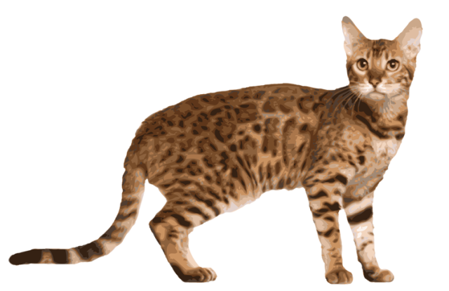 Bengal Cats PNG Isolated HD