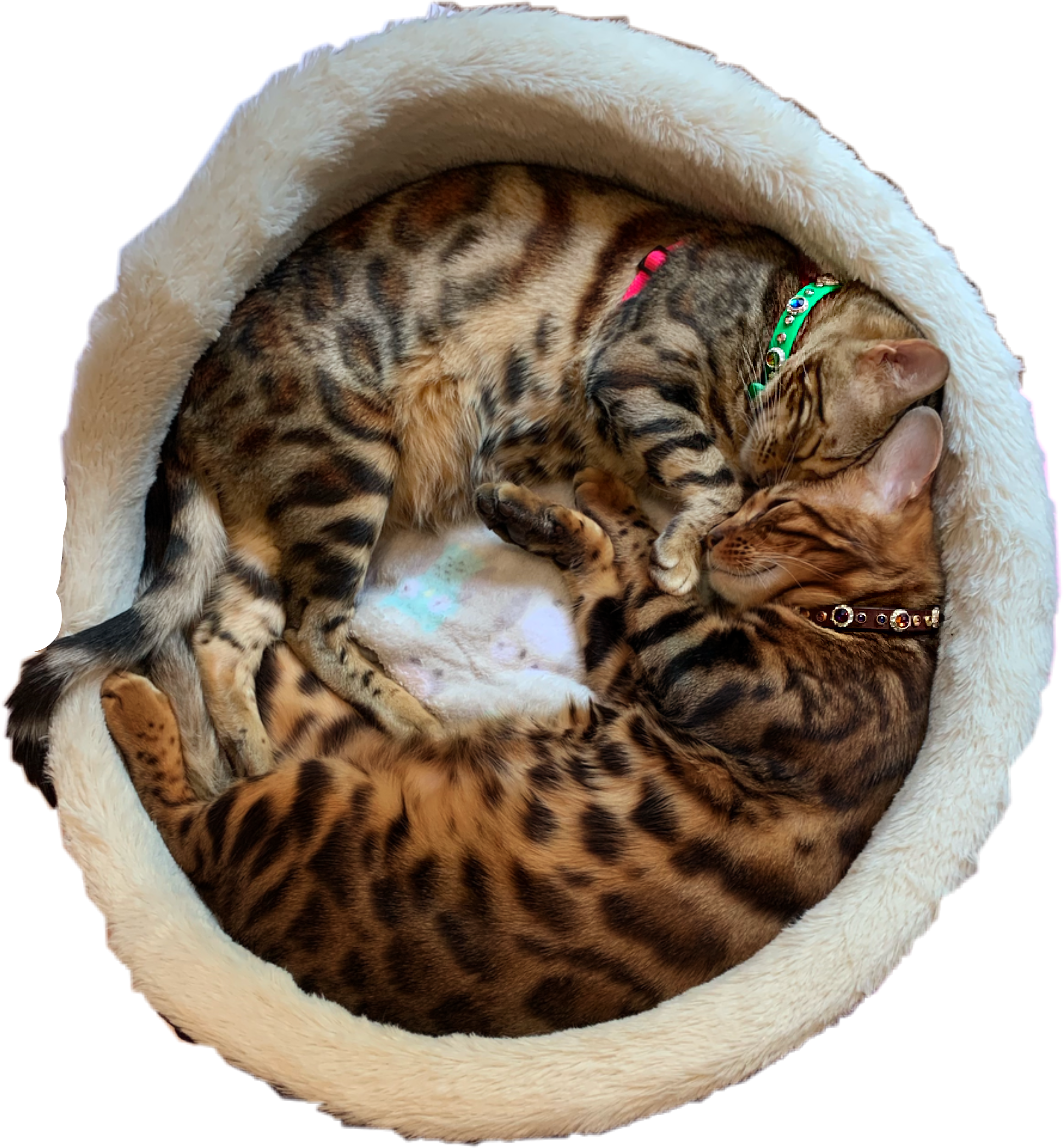 Bengal Cats PNG Isolated Photo