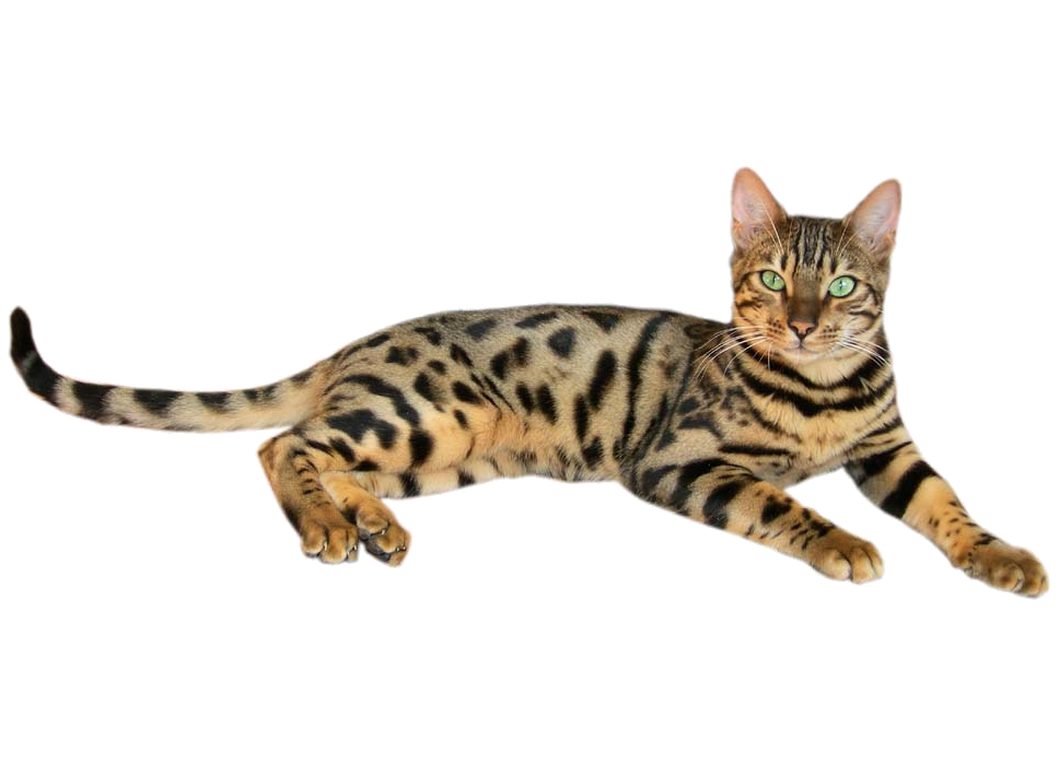 Bengal Cats PNG Isolated Pic