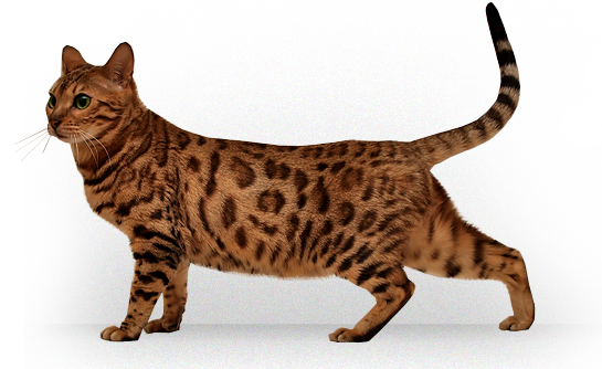 Bengal Cats PNG Picture