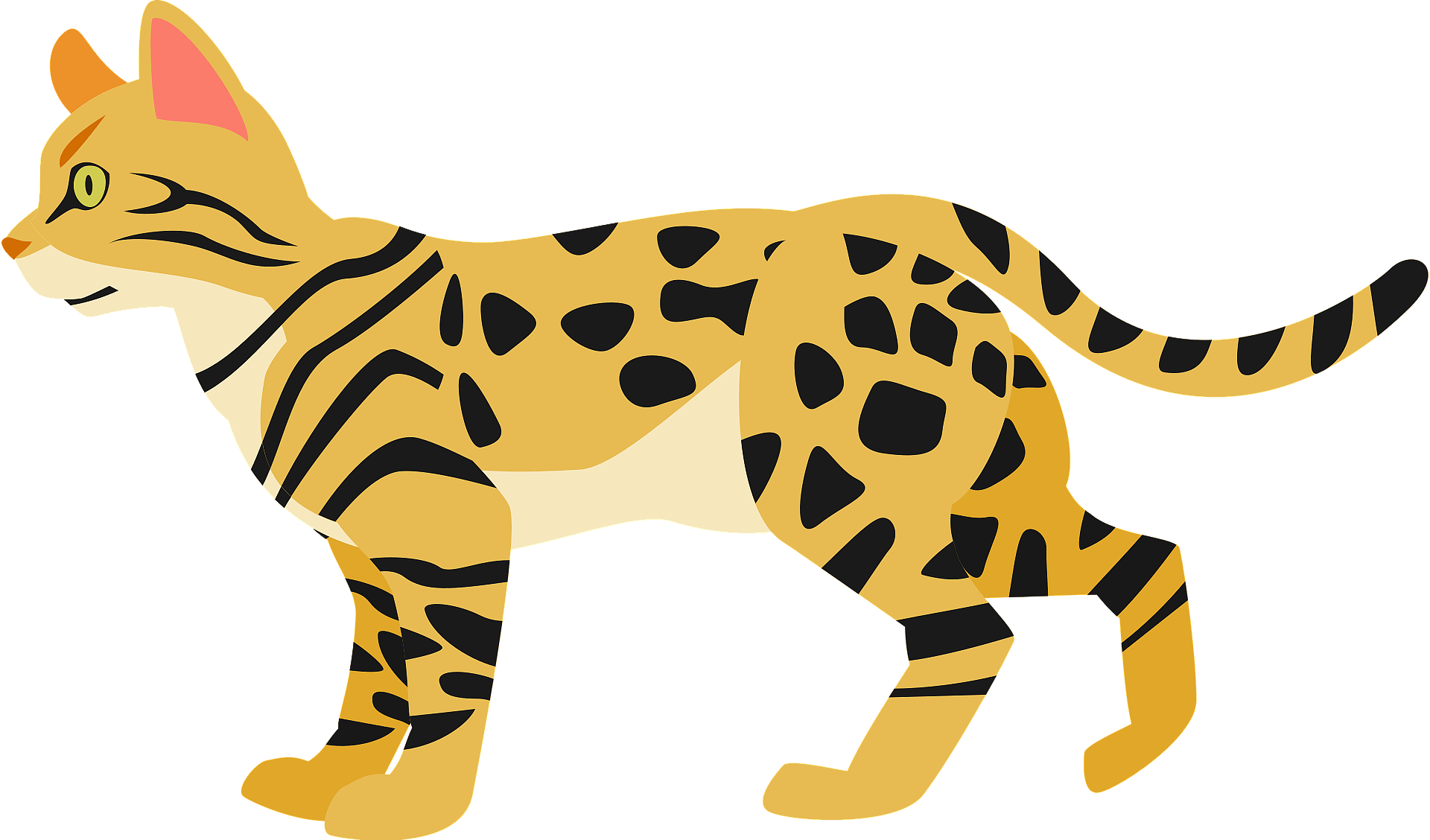 Bengal Cats Transparent PNG
