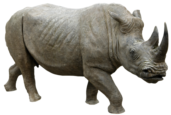Black Rhinoceros PNG Isolated File