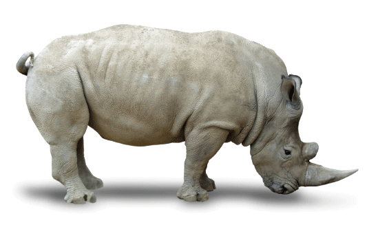 Black Rhinoceros PNG Isolated Pic