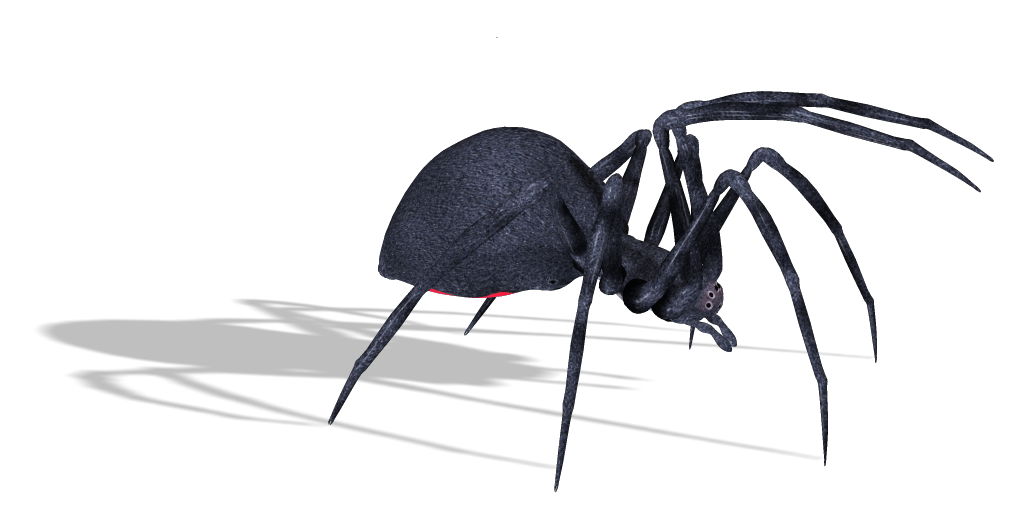 Black Widow Spiders PNG Free Download