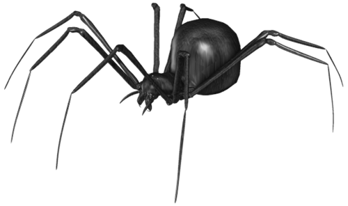 Black Widow Spiders PNG HD