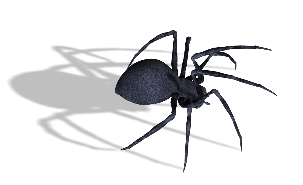 Black Widow Spiders PNG Image