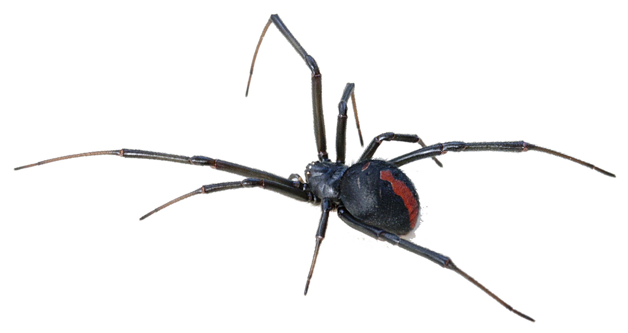Black Widow Spiders PNG Isolated File