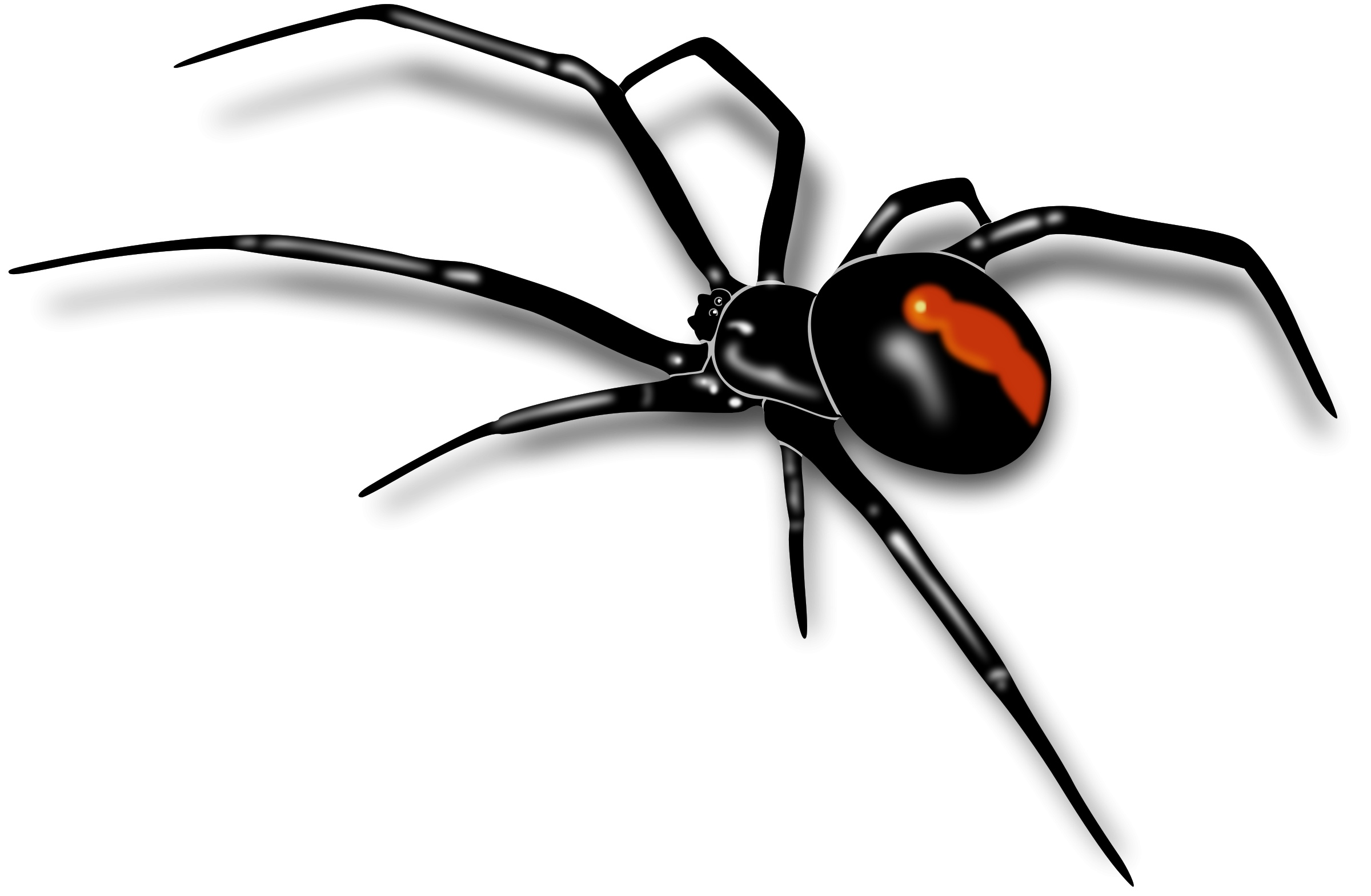 Black Widow Spiders PNG Isolated Pic