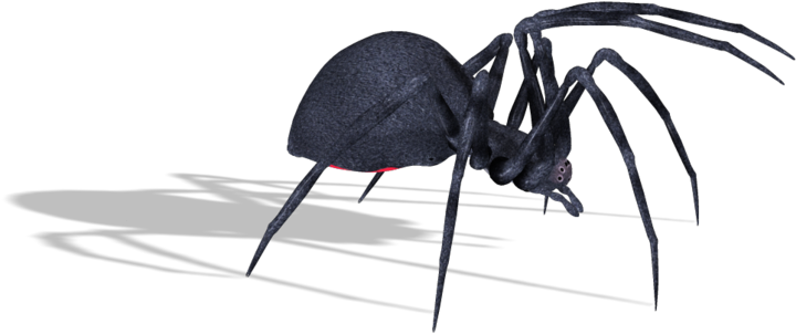 Black Widow Spiders PNG Photo