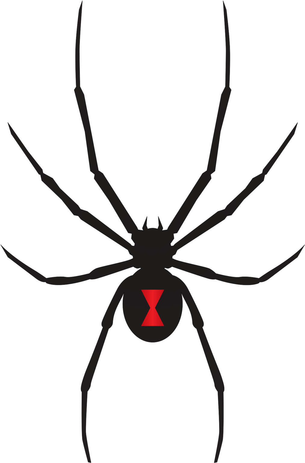 Black Widow Spiders PNG Photos