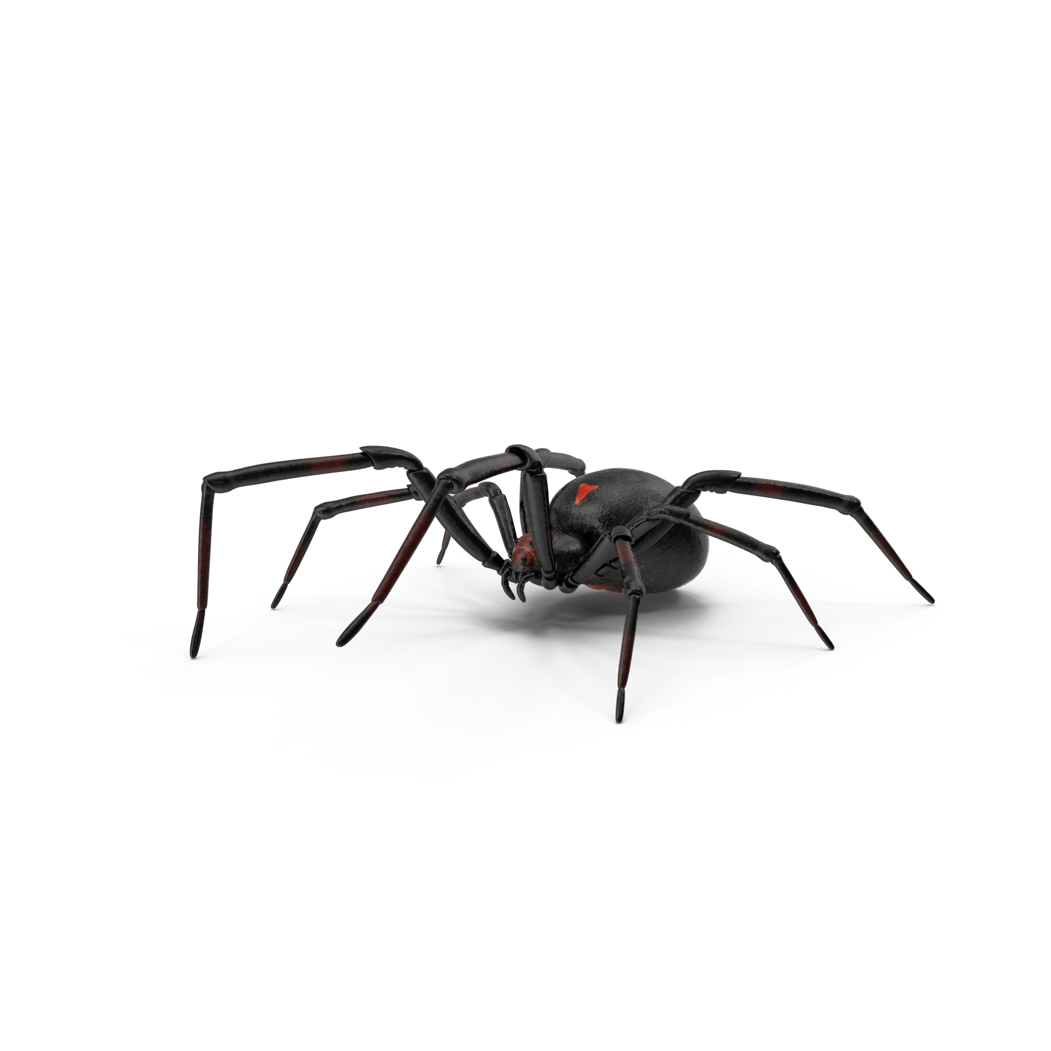 Black Widow Spiders PNG Pic