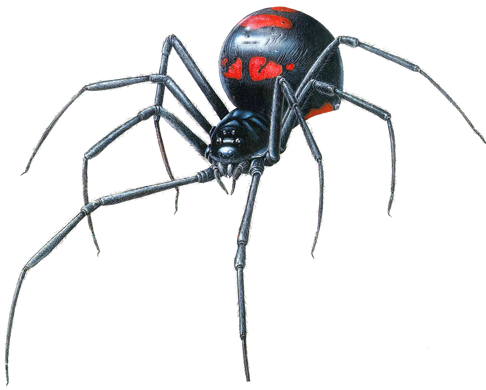Black Widow Spiders PNG Picture