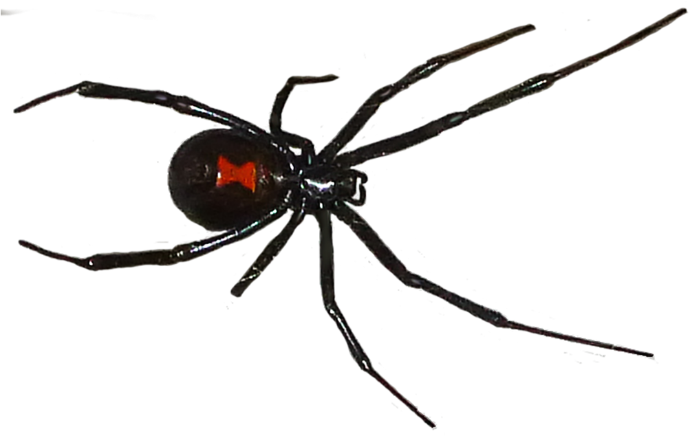 Black Widow Spiders PNG