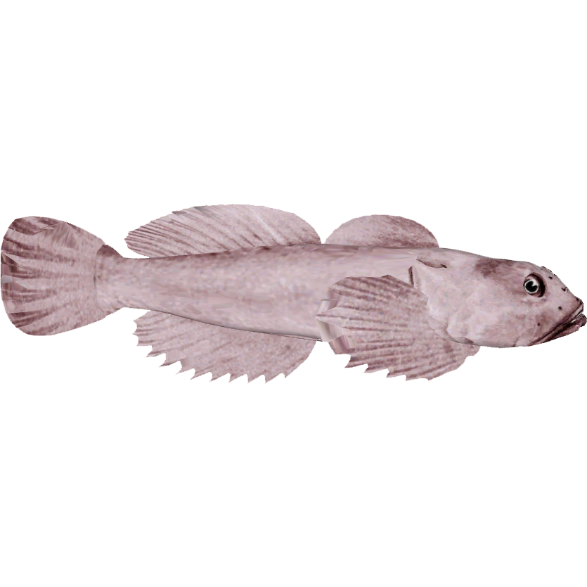 Blob Fish PNG Free Download
