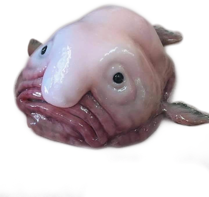 Blob Fish PNG Isolated Photo