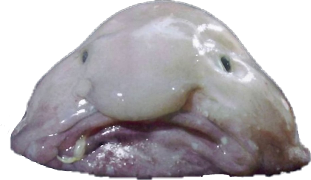 Blob Fish PNG Isolated Pic