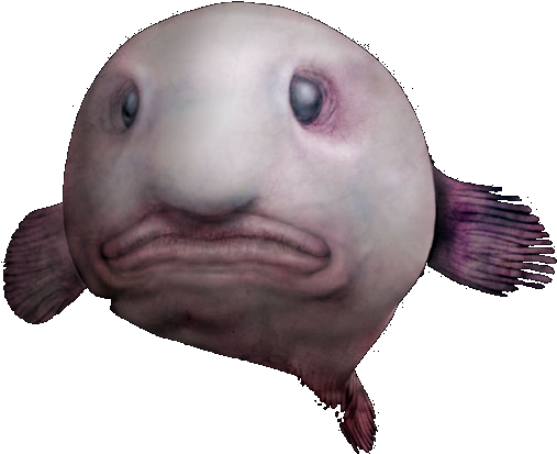 Blob Fish PNG