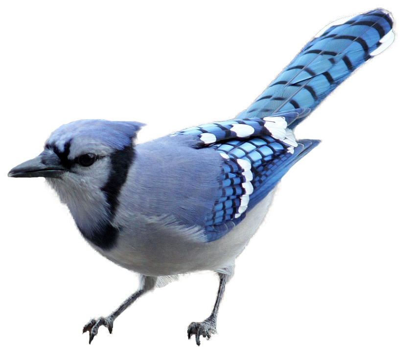 Blue Jay PNG HD Isolated