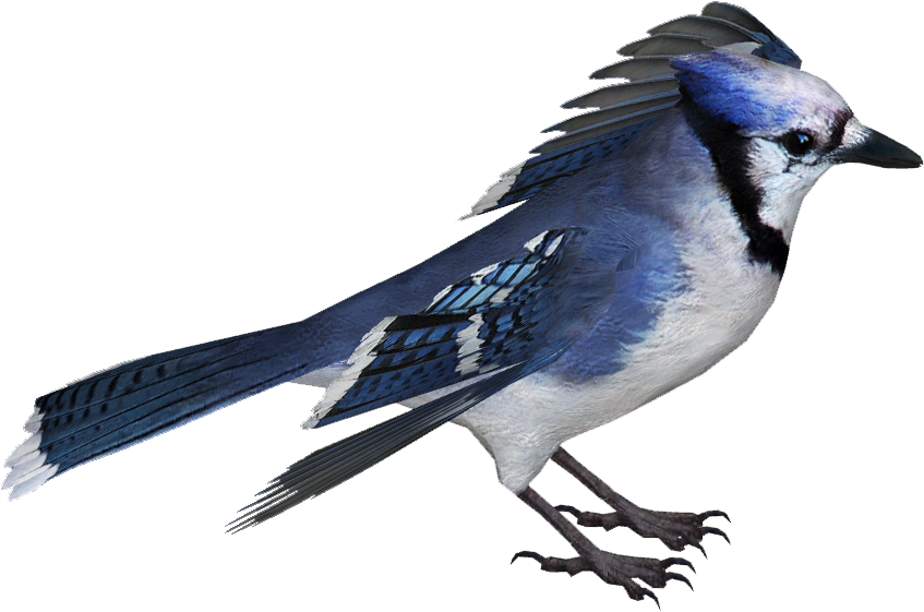 Blue Jay PNG Isolated File