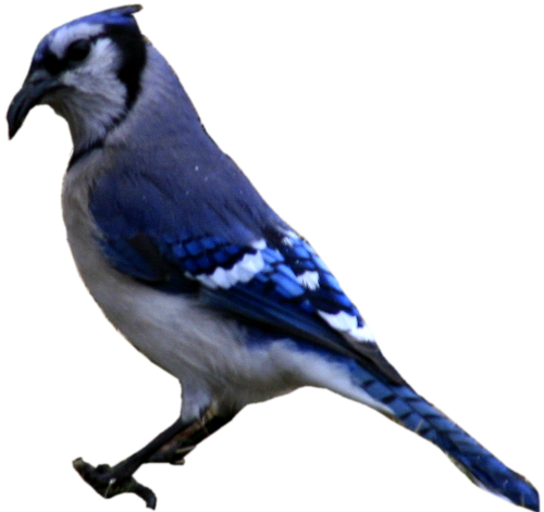 Blue Jay PNG Isolated Image