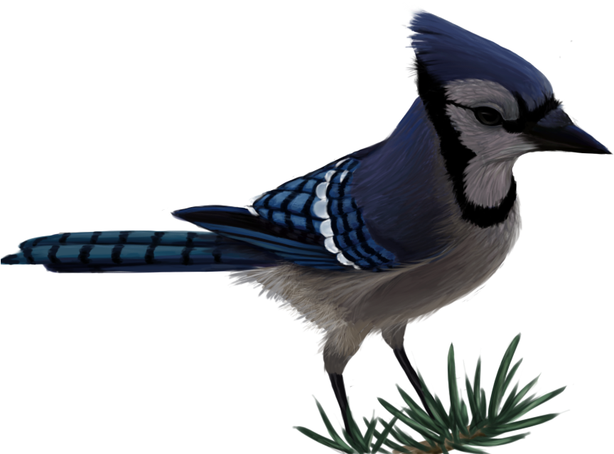 Blue Jay PNG Isolated Pic