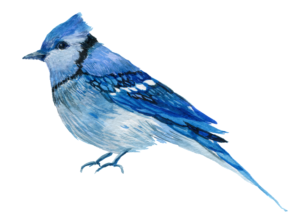 Blue Jay PNG Photo