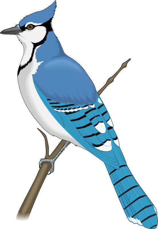 Blue Jay PNG