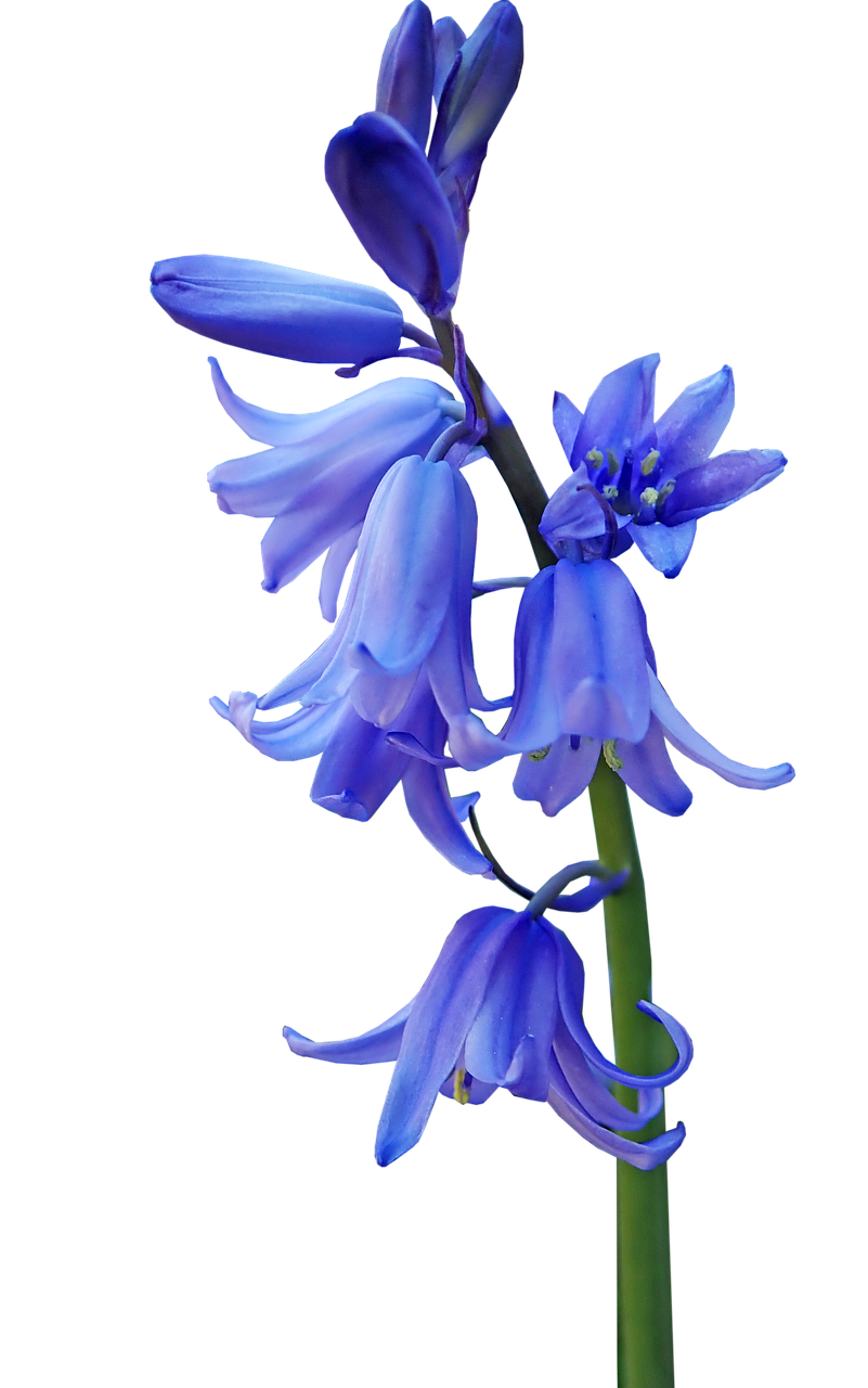 Bluebell Download PNG Image
