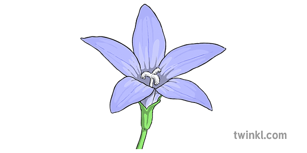 Bluebell PNG Isolated Clipart