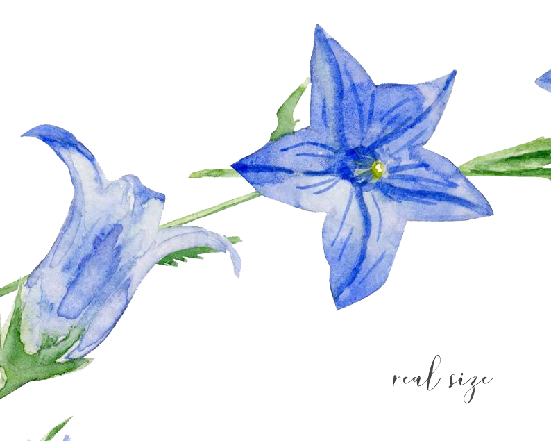 Bluebell PNG Isolated HD Pictures