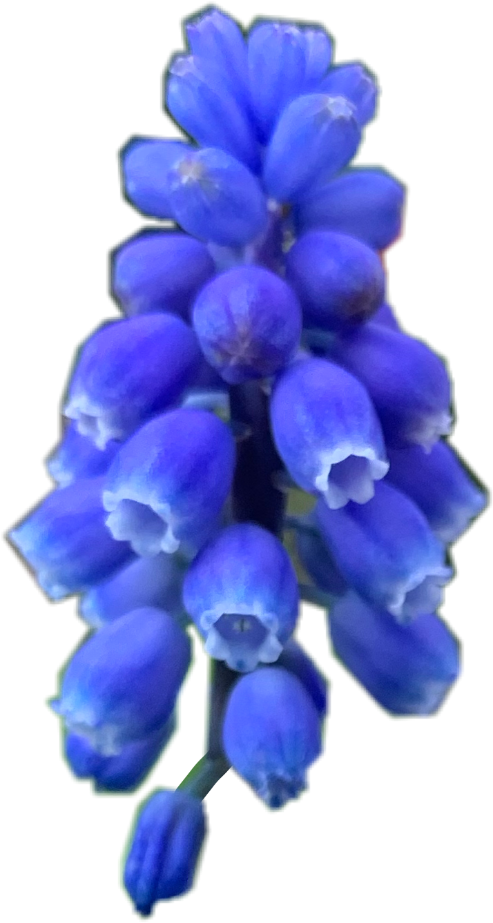 Bluebell PNG Isolated Image