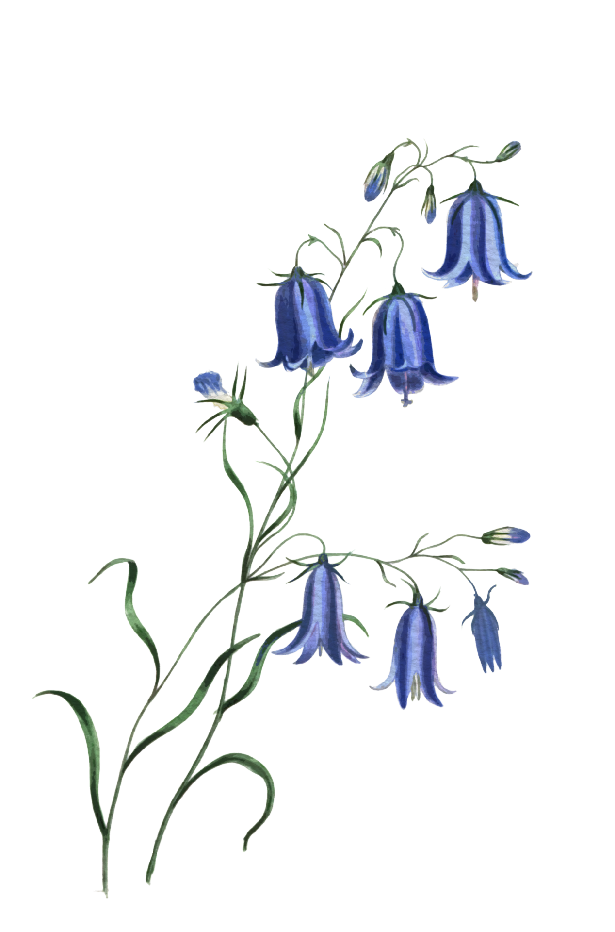 Bluebell PNG Isolated Photo
