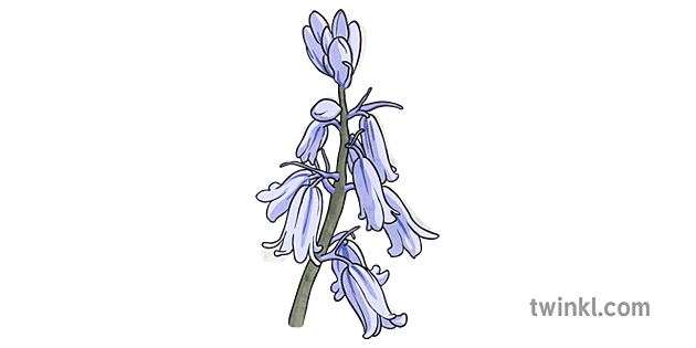 Bluebell PNG Isolated Photos