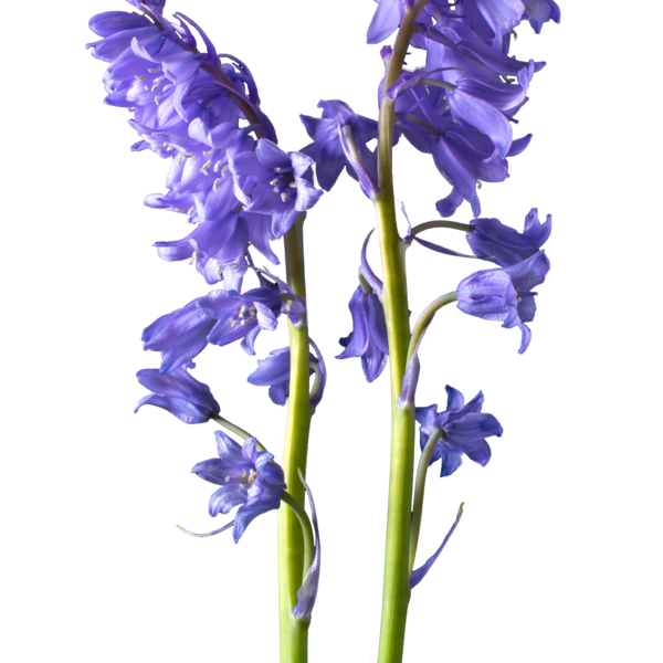 Bluebell PNG Isolated Picture