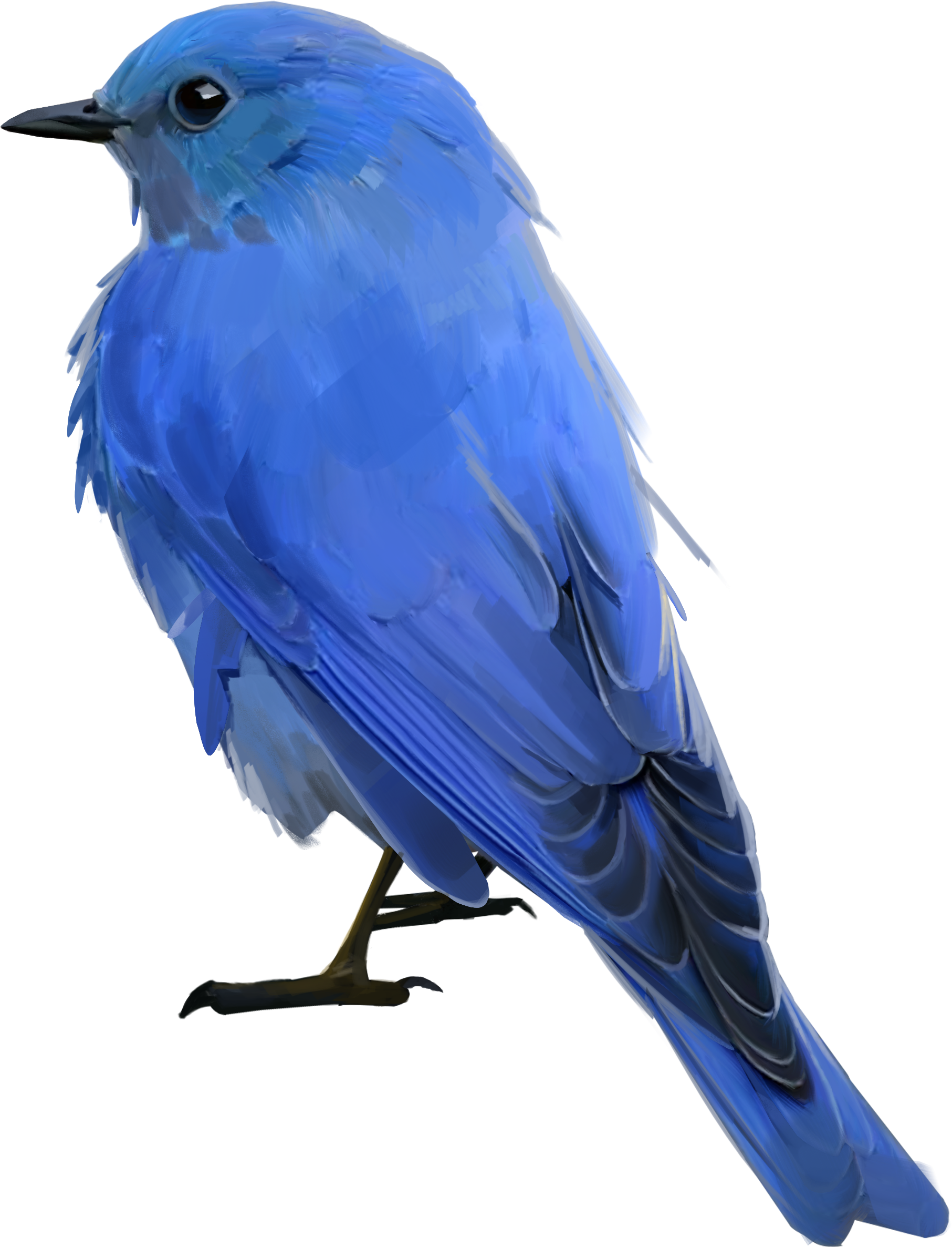 Bluebird PNG Isolated File