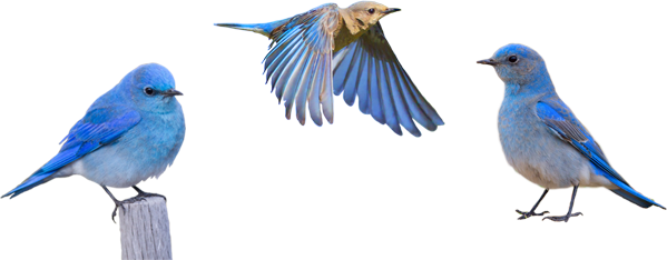 Bluebird PNG Isolated Image