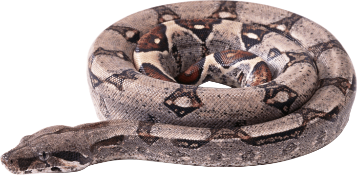 Boa Constrictor PNG Clipart