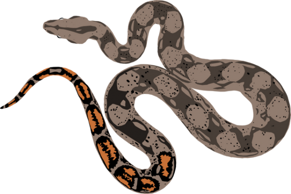 Boa Constrictor PNG File