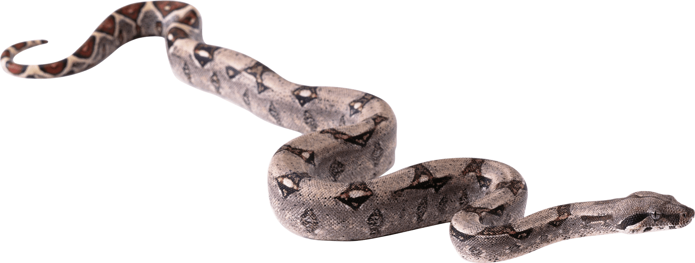 Boa Constrictor PNG HD