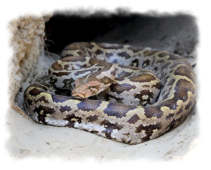 Boa Constrictor PNG Isolated File