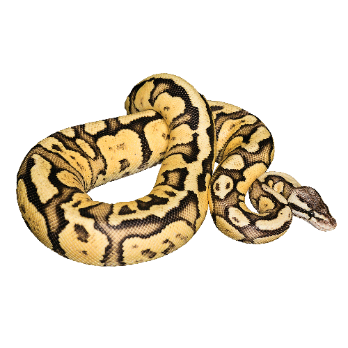 Boa Constrictor PNG Pic