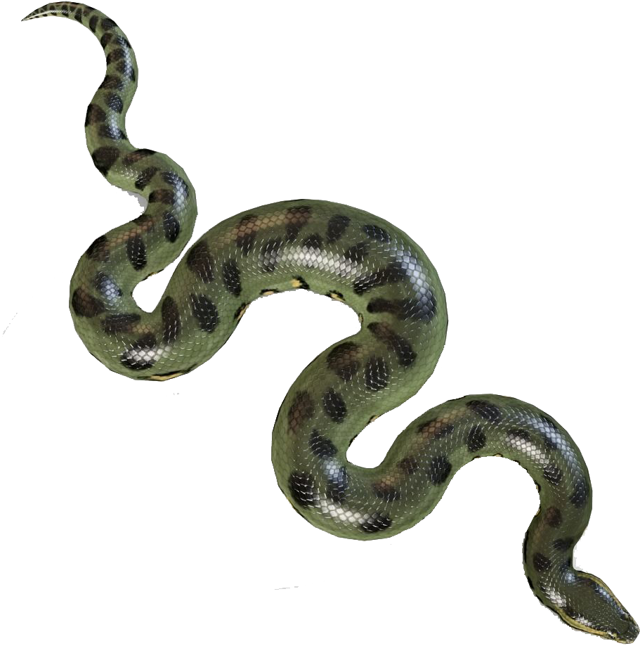 Boa Constrictor PNG Picture
